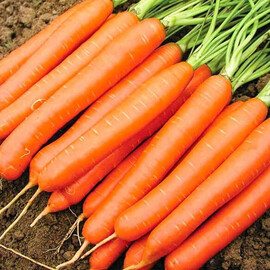 Насіння моркви Белградо F1 Bejo від 100 000 шт (1,6-1,8), Фасовка: Проф упаковка 100 000 шт (1,6 - 1,8) | Agriks