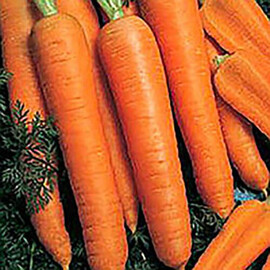 Насіння моркви Камаран F1 Bejo від 100 000 шт (1,6-1,8), Фасовка: Проф упаковка 100 000 шт (1,6 - 1,8) | Agriks