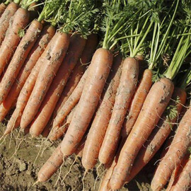 Семена моркови Нарбонне F1 Bejo от 100 000 шт (1,6-1,8), Фасовка: Проф упаковка 100 000 шт (1,6 - 1,8) | Agriks