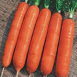 Насіння моркви Навал F1 Bejo від 100 000 шт (1,6-1,8), Фасовка: Проф упаковка 100 000 шт (1,6 - 1,8) | Agriks