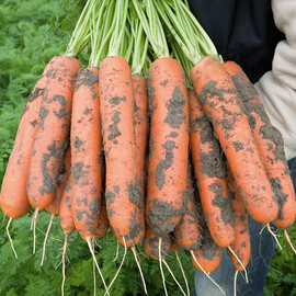 Насіння моркви Нерак F1 Bejo від 100 000 шт (1,6-1,8), Фасовка: Проф упаковка 100 000 шт (1,6 - 1,8) | Agriks