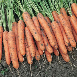 Семена моркови Ниагара F1 Bejo от 100 000 шт (1,6-1,8), Фасовка: Проф упаковка 100 000 шт (1,6 - 1,8) | Agriks