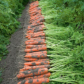 Семена моркови Ниланд F1 Bejo от 100 000 шт (1,6-1,8), Фасовка: Проф упаковка 100 000 шт (1,6 - 1,8) | Agriks