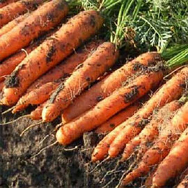 Семена моркови Ньюхол F1 Bejo от 100 000 шт (1,6-1,8), Фасовка: Проф упаковка 100 000 шт (1,6 - 1,8) | Agriks