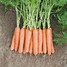 Насіння моркви Ньюкасл F1 Bejo від 100 000 шт (1,6-1,8), Фасовка: Проф упаковка 100 000 шт (1,6 - 1,8) | Agriks