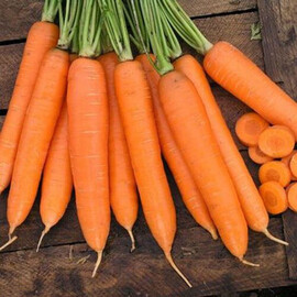 Насіння моркви Сіркана F1 Nunhems від 1 г, Фасовка: Середня упаковка 10 г | Agriks