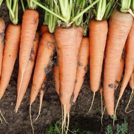 Насіння моркви Скарла Clause від 3 г, Фасовка: Проф упаковка 3 г | Agriks