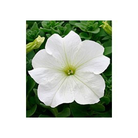 Насіння петунії Віртуоз White Kitano Seeds від 500 шт, Різновиди: White, Фасовка: Проф упаковка 500 шт | Agriks