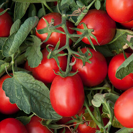 Насіння томату детермінантного Астерікс F1 Syngenta від 20 шт, Фасовка: Міні упаковка 20 шт | Agriks
