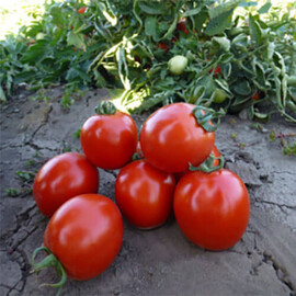 Насіння томату детермінантного Асвон F1 Kitano Seeds від 1 000 шт, Фасовка: Проф упаковка 10 000 шт | Agriks