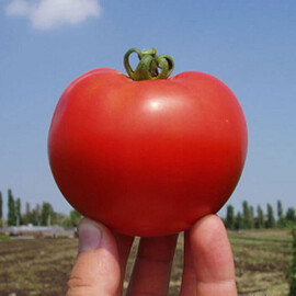 Насіння томату детермінантного Багіра F1 Clause від 20 шт, Фасовка: Міні упаковка 20 шт | Agriks