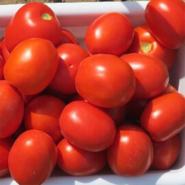 Насіння томату детермінантного Кендрас F1 Nunhems від 1 000 шт, Фасовка: Проф упаковка 1 000 шт | Agriks