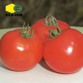 Насіння томату детермінантного Квікфаєр F1 Еsasem від 1 000 шт, Фасовка: Проф упаковка 1 000 шт | Agriks
