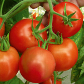 Насіння томату детермінантного Річі F1 Bejo від 20 шт, Фасовка: Середня упаковка 100 шт | Agriks