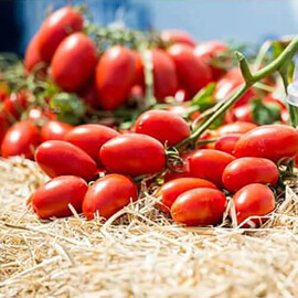 Насіння томату детермінантного Санміно F1 Syngenta від 10 шт, Фасовка: Міні упаковка 10 шт | Agriks