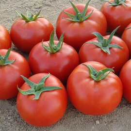 Насіння томату детермінантного Терра Котта F1 Syngenta від 10 шт, Фасовка: Міні упаковка 50 шт | Agriks