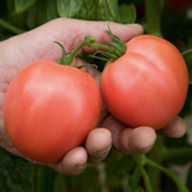 Насіння томату детермінантного Торбей F1 Bejo від 10 шт, Фасовка: Міні упаковка 10 шт | Agriks