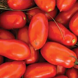 Насіння томату детермінантного Уллісе F1 Syngenta від 20 шт, Фасовка: Міні упаковка 20 шт | Agriks