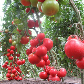 Насіння томату індетермінантного Аксіома F1 Nunhems від 10 шт, Фасовка: Міні упаковка 10 шт | Agriks
