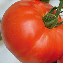 Насіння томату індетермінантного Берберана F1 Enza Zaden від 10 шт, Фасовка: Середня упаковка 50 шт | Agriks