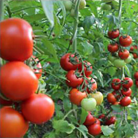 Насіння томату індетермінантного Дантіна F1 Syngenta 500 шт, Фасовка: Проф упаковка 500 шт | Agriks
