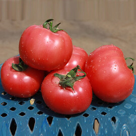 Насіння томату індетермінантного Грифон F1 Nunhems від 10 шт, Фасовка: Середня упаковка 50 шт | Agriks