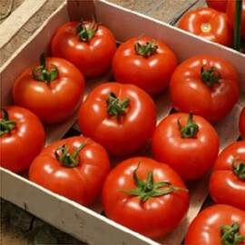 Насіння томату індетермінантного Клад F1 Spark Seeds від 250 шт, Фасовка: Проф упаковка 250 шт | Agriks