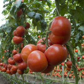 Насіння томату індетермінантного Матіас F1 Seminis від 500 шт | Agriks