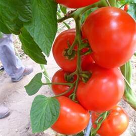 Насіння томату індетермінантного Мелодія F1 Seminis від 250 шт, Фасовка: Проф упаковка 250 шт | Agriks