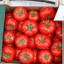 Насіння томату індетермінантного Оазіс F1 Clause 250 шт, Фасовка: Проф упаковка 250 шт | Agriks