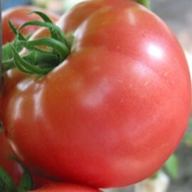 Насіння томату індетермінантного Пінк Унікум F1 Seminis від 10 шт, Фасовка: Проф упаковка 250 шт | Agriks
