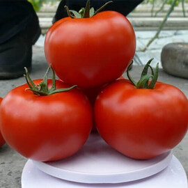 Насіння томату індетермінантного Прайд F1 Spark Seeds від 250 шт, Фасовка: Проф упаковка 250 шт | Agriks