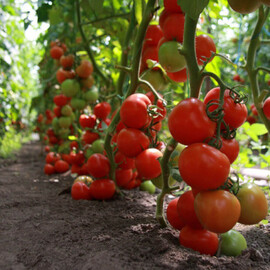 Насіння томату індетермінантного Тайлер F1 Kitano Seeds від 10 шт, Фасовка: Проф упаковка 100 шт | Agriks