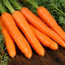 Насіння моркви Карділа Semo 20 г, Фасовка: Проф упаковка 20 г | Agriks
