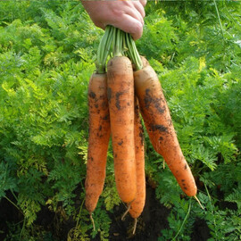 Насіння моркви Колосеум F1 Semo 10 г, Фасовка: Проф упаковка 10 г | Agriks