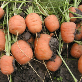 Насіння моркви Рондо Semo 10 г, Фасовка: Проф упаковка 10 г | Agriks
