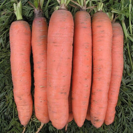 Насіння моркви Рубіна Semo 20 г, Фасовка: Проф упаковка 20 г | Agriks