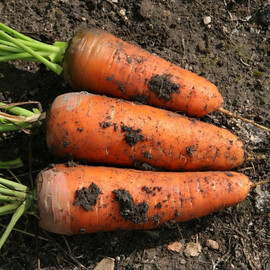 Семена моркови Шамарэ Semo 20 г, Фасовка: Проф упаковка 50 г | Agriks