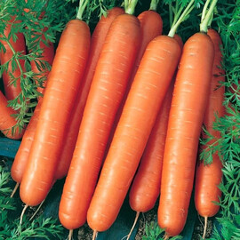 Семена моркови Ванда Semo 20 г, Фасовка: Проф упаковка 50 г | Agriks