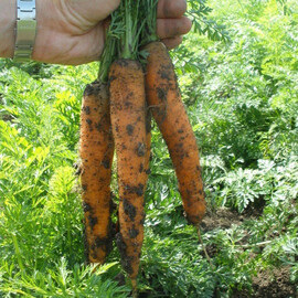 Семена моркови Йитка F1 Semo 10 г, Фасовка: Проф упаковка 10 г | Agriks