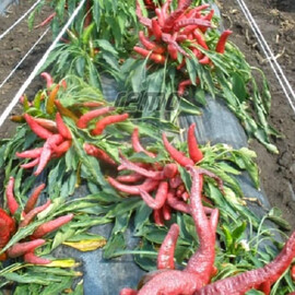 Семена перца сладкого Корал Зел Semo 1 000 шт, Фасовка: Проф упаковка 100 шт | Agriks