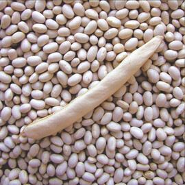 Семена фасоли овощной Петронила Semo 25 г, Фасовка: Проф упаковка 25 г | Agriks