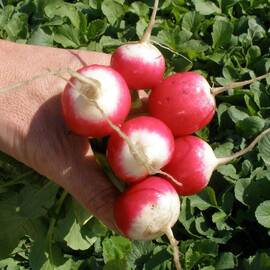 Семена редиса Дуо Semo 25 г, Фасовка: Проф упаковка 250 г | Agriks