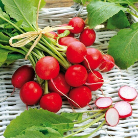 Семена редиса Сакса 2 Semo 25 г, Фасовка: Проф упаковка 250 г | Agriks