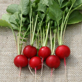 Семена редиса Теко Semo 25 г, Фасовка: Проф упаковка 50 г | Agriks