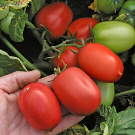 Насіння детермінантного томата Денар Semo 5 г, Фасовка: Проф упаковка 5 г | Agriks