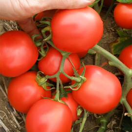 Семена томата детерминантного Эскорт Semo 5 г, Фасовка: Проф упаковка 5 г | Agriks