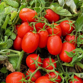 Насіння томату детермінантного Фабер F1 Hazera 5 000 шт драже, Фасовка: Проф упаковка 1 000 шт | Agriks