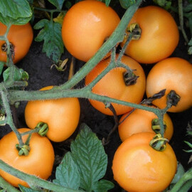 Семена томата детерминантного Оранж Semo 5 г, Фасовка: Проф упаковка 5 г | Agriks