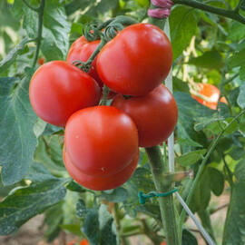 Насіння томату детермінантного Полфаст F1 Bejo 1 000 шт, Фасовка: Проф упаковка 1 000 шт | Agriks